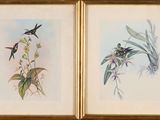 two framed pictures of birds and flowers on a blue wall