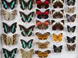 de nombreux types de papillons différents présentés dans une vitrine