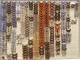 many butterflies that are hanging on the wall together