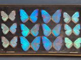des papillons bleus et verts dans un cadre noir accroché au mur