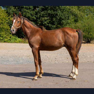 un cheval qui se tient au milieu de la route