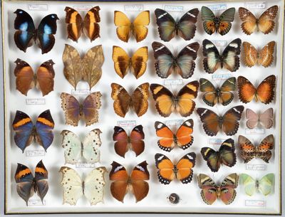 de nombreux types de papillons différents présentés dans une vitrine