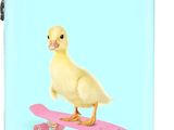 un canard sur un skateboard muni de roues, sur fond bleu