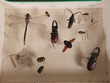 beaucoup d'insectes qui se trouvent dans une boîte