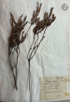 two dried plants on a piece of paper with a piece of paper underneath them
