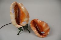 Deux coquillages richement sculptés de décor à l'Antique, l'… (photo 5)