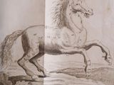 drawing of a horse running in a field in a book