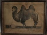 painting of a camel in a frame on a wall