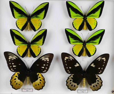 quatre papillons différents dans une vitrine posée sur une surface blanche