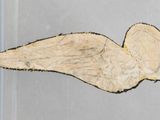 a picture of a piece of paper with a wing on it