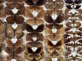 many different types of butterflies on display in a glass case
