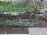 a picture of a painting on display in a museum