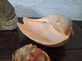 three seashells sitting on a table next to each other