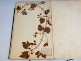 a book with a bunch of leaves on it