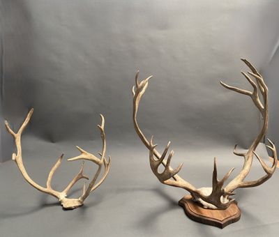 two deer antlers on a wooden stand against a white backdrop