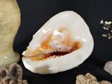 a shell with a feather on it next to some rocks