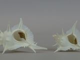 two white seashells that are sitting on a table