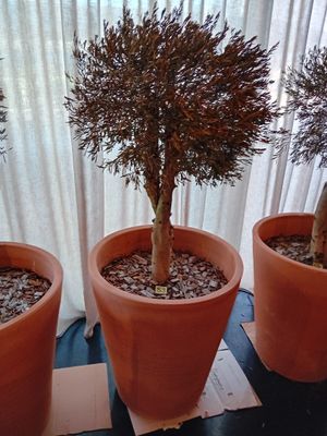 trois plantes en pot posées sur une table devant une fenêtre