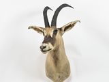une tête d'antilope accrochée au mur sur un fond blanc