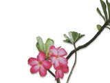 une fleur rose posée sur une branche