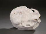 a white sculpture of a skull on a table