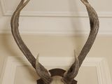 a deer ' s head mounted on the wall of a house