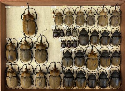 a lot of beetles that are on display in a wooden frame