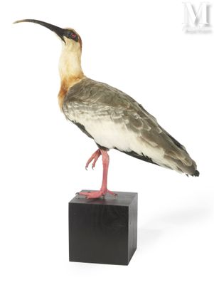 a bird that is standing on top of a block