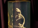 a glass box with a skeleton in it on a table