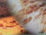 a blurry photo of a cat on a bed