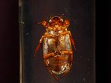 Photo 4/5 du lot