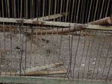 a bird that is sitting inside of a cage