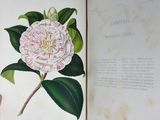 an open book with a drawing of a camellia flower on it