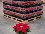 un poinsettia rouge dans un pot en plastique, posé sur une palette dans un entrepôt