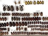 a lot of bugs that are on display in a display case