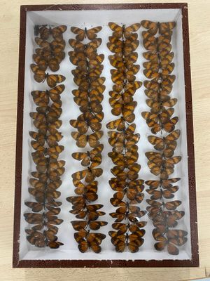 a close up of a box filled with lots of different types of butterflies