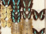 a lot of butterflies that are in a white box