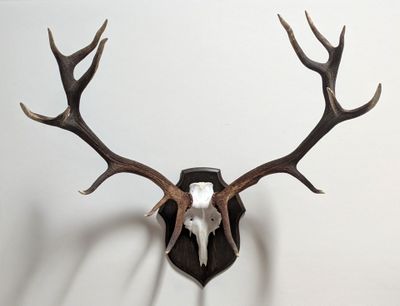 une tête de cerf avec des bois accrochée au mur