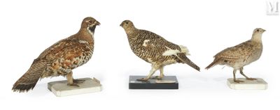 trois espèces d'oiseaux différentes sont représentées sur un fond blanc