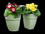 two potted plants with flowers in them on a black background