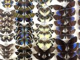 a lot of butterflies that are on display in a glass case