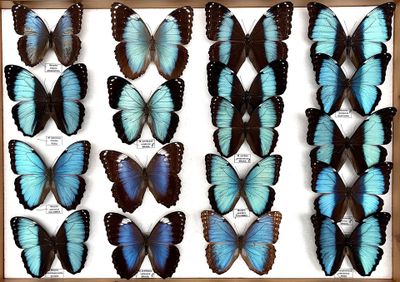 blue and black butterflies are displayed in a wooden frame