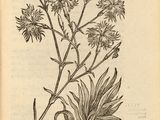 an old book with a drawing of a plant on it