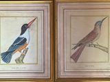 deux photos encadrées représentant des oiseaux posés sur une table en bois