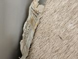 a close up of a piece of paper on a horse ' s back