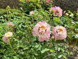 de nombreuses fleurs roses poussant dans un jardin près d'un mur de briques
