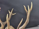 a deer head with antlers attached to it ' s back
