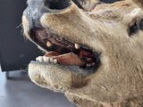 a close up of a stuffed bear ' s head with its mouth open