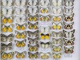 de nombreux types de papillons différents présentés dans une vitrine