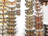 many different types of butterflies on display in a display case